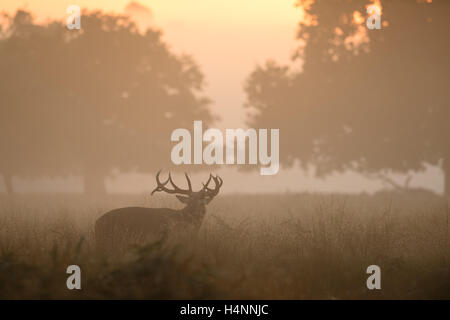 Red deer stag calling in early misty morning at sunrise, Richmond Park, London, UK.