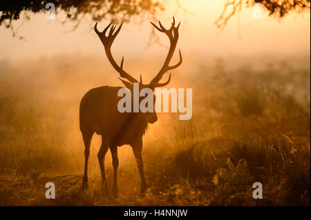 Red deer stag walking in sunlight on a misty morning. His antlers form a shadow in the fog in front of his head. Richmond Park, UK. Stock Photo