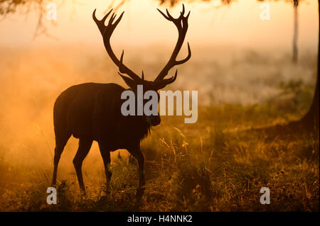 Red deer stag walking in sunlight on a misty morning. His antlers form a shadow in the fog in front of his head. Richmond Park, UK. Stock Photo