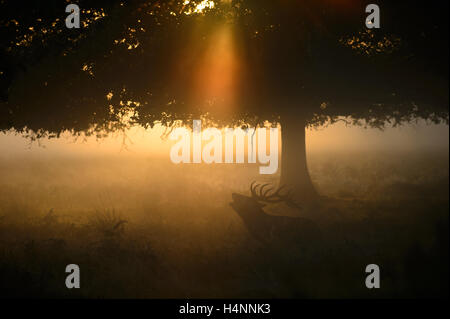Red deer stag calling in early misty morning at sunrise, under a tree and light rays, Richmond Park, London, UK. Stock Photo