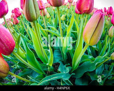 Tulip fields, Netherlands Stock Photo