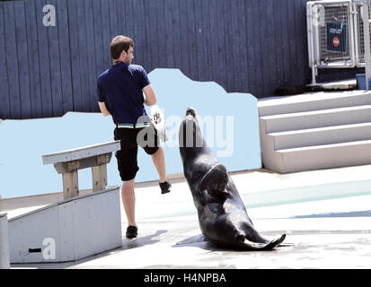 Seal show at NY Aquarium Coney Island Brooklyn New York Stock Photo