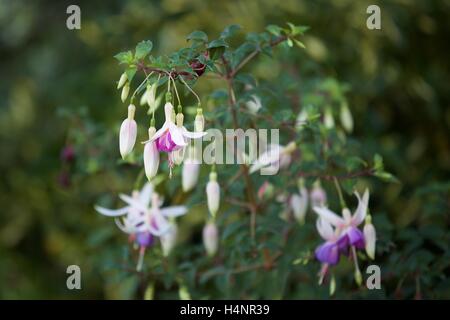 Fuchsia 'Delta's Sarah' Stock Photo