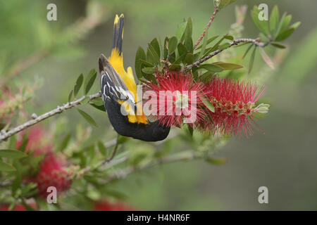 Baltimore Oriole (Icterus galbula), adult male feeding on blooming Lemon bottlebrush, crimson bottlebrush, Texas Stock Photo