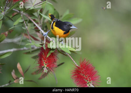 Baltimore Oriole (Icterus galbula), adult male feeding on blooming Lemon bottlebrush, crimson bottlebrush , Texas Stock Photo