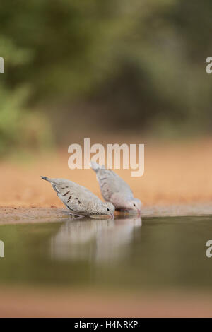 Common Ground-Dove (Columbina passerina), adult pair drinking, Rio Grande Valley, South Texas, Texas, USA Stock Photo