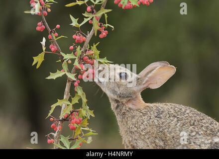 Eastern Cottontail (Sylvilagus floridanus), adult eating Agarita (Berberis trifoliolata) berries, South Texas, USA Stock Photo