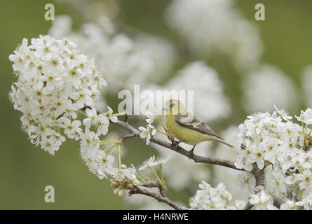 Lesser Goldfinch (Carduelis psaltria), female perched on blooming pear tree (Pyrus sp.), Hill Country, Texas, USA Stock Photo