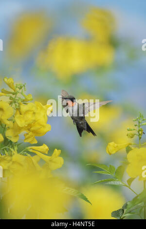 Ruby-throated Hummingbird (Archilochus colubris), male in flight feeding on Yellow bells (Tecoma stans) flower, Texas Stock Photo