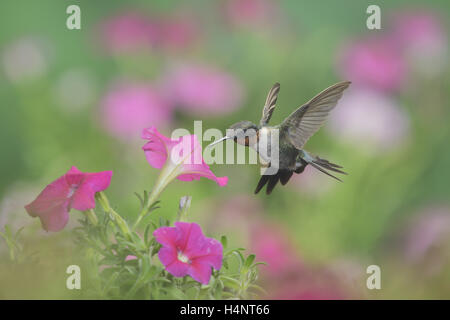 Ruby-throated Hummingbird (Archilochus colubris), male in flight feeding on Petunia  flowers, Hill Country, Texas, USA