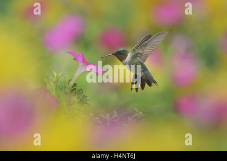 Ruby-throated Hummingbird (Archilochus colubris), male in flight feeding on Petunia  flowers, Hill Country, Texas, USA