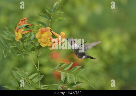 Ruby-throated Hummingbird (Archilochus colubris), male in flight feeding on Yellow bells  flower, Hill Country, Texas Stock Photo