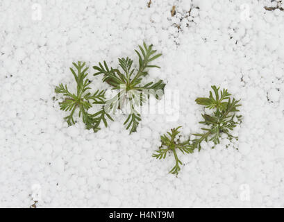 Standing Cypress (Ipomopsis rubra), plant covered with snow Graupel, Texas, USA Stock Photo