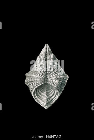 Illustration of mollusk. Acephala. - Muscheln, 1 print : lithograph., 1904. Ernst Haeckel 1834 – 1919 German biologist Stock Photo