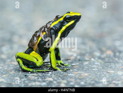 Three-Striped Poison Frog (Ameerega trivittata) carrying tadpoles on his back Stock Photo