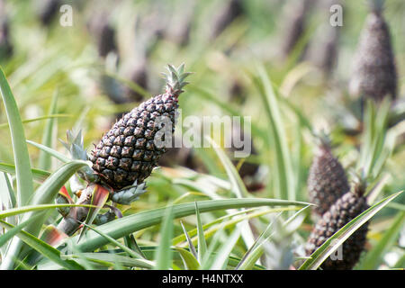 Pineapple growing in a field of pineapples in Aramango (Amazonas) in northern Peru Stock Photo