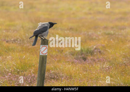 Hooded Crow (Corvus cornix) on wooden pole and 'prohibited' sign Stock Photo