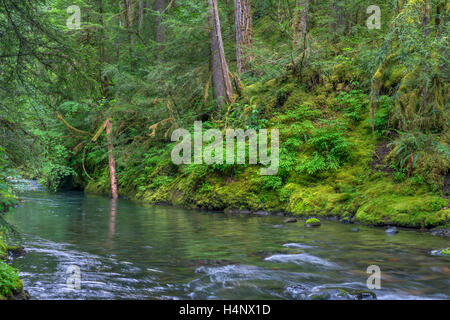USA, Oregon, Willamette National Forest, South Fork Breitenbush River and lush old growth forest in spring. Stock Photo