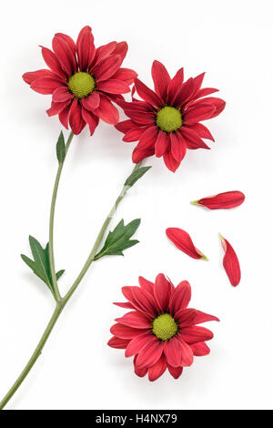 Three red Chrysanthemums laid flat on white background Stock Photo