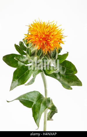 One Safflower ,false Saffron, Stock Photo