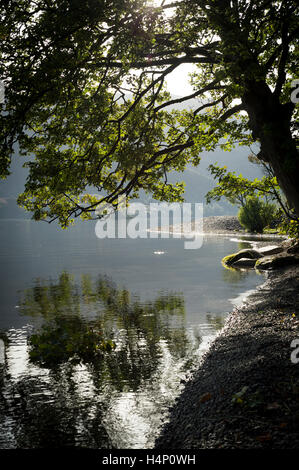 Sycamore tree on the shore of Ullswater, the Lake District, Cumbria, UK. Stock Photo