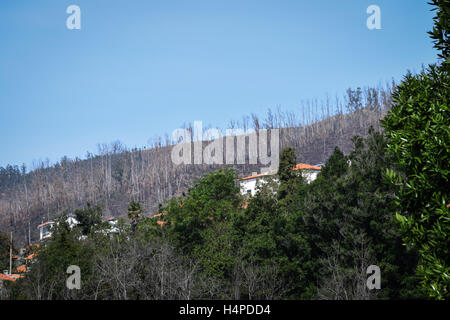 Burnt trees from August 2016 fires in Madeira with trees that escaped the fire in the foreground Stock Photo