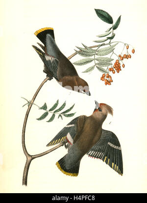 Black-throated Wax-wing, or Bohemian Chatterer. 1. Male. 2. Female. (Canadian Service Tree)., Audubon, John James, 1785-1851 Stock Photo