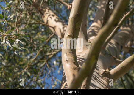 Eucalyptus tree branches in sunshine Stock Photo