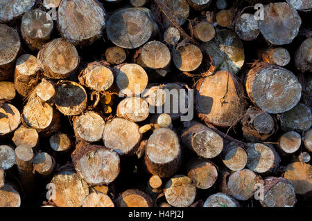 Cut logs in the morning Stock Photo