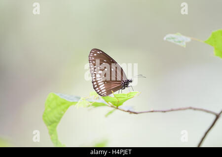 Euploea core or the common crow butterfly perched in Alibag Wildlife Sanctuary Stock Photo