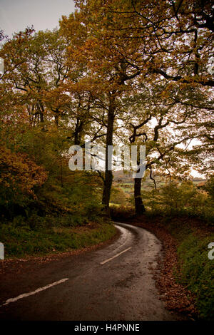 Autumn trees in hedgerow of country lane at Forester's Oaks, Wentwood, Monmouthshire Stock Photo