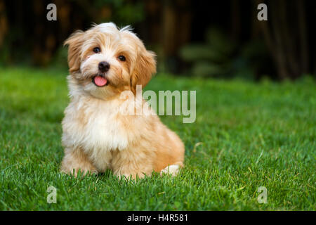Happy little orange havanese puppy dog is sitting in the grass Stock Photo