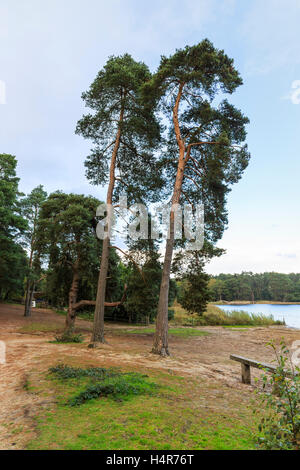 Pine trees in woodland at the edge of Frensham Little Pond, Frensham Common, near Farnham, Surrey, UK Stock Photo