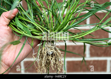 Close up of Hand holding grass with roots against brick wall Stock Photo