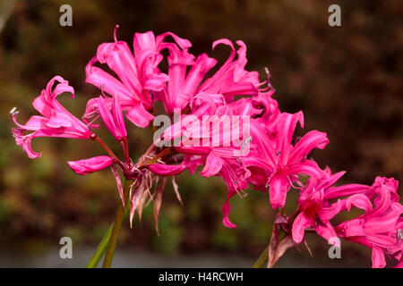 Red-pink flowers of the vigorous, Autumn flowering hybrid South African bulb, Nerine 'Zeal Giant' Stock Photo