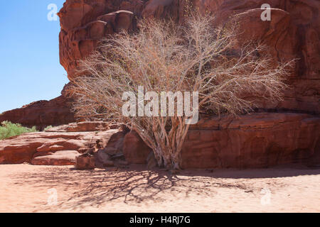 A dry tree with some buds in the Wadi Rum desert, Jordan, Middle East. Stock Photo