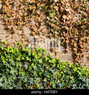 Limiting the growth of creeping ivy with cut off vines and leaves turns brown, brick wall background, Stock Photo