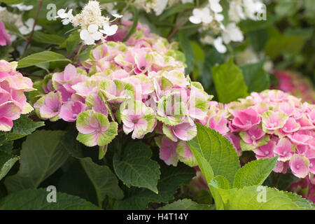 Hydrangea macrophylla 'Magical Amethyst' Stock Photo