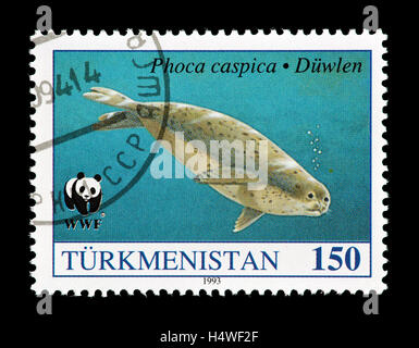 Postage stamp from Turkmenistan depicting a Caspian seal (Phoca caspica) Stock Photo