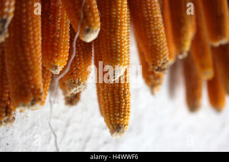 Row of hanging Dry corn cob Stock Photo
