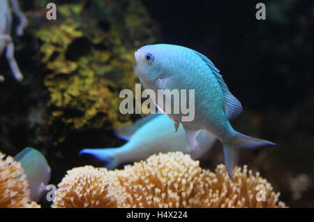 Blue-green Damselfishes, a.k.a. (Blue) Green Chromis (Chromis Viridis), native to the Indo-Pacific Stock Photo