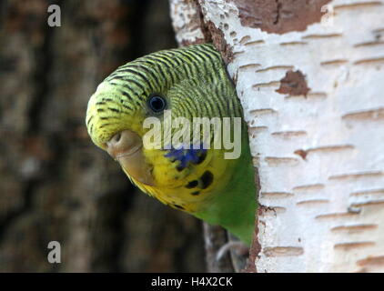 Female Australian Budgerigar Parakeet (Melopsittacus undulatus)  peeping from a hole in a tree Stock Photo