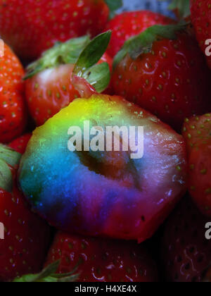 A metaphorical image of a GMO Genetically Modified Strawberry shown in rainbow colors amongst organic ones. Stock Photo