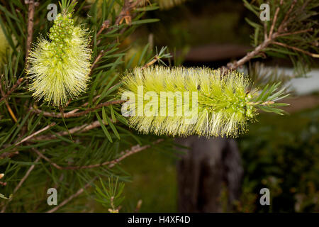 Stunning unusual green fluffy flowers & leaves of Australian native shrub Callistemon viridiflorus, bottlebrush flower on dark background Stock Photo