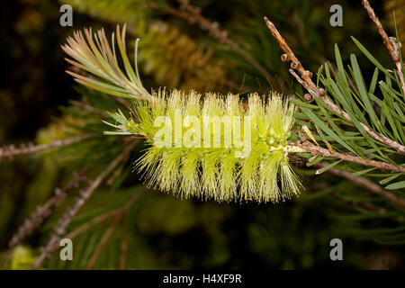 Stunning & unusual green fluffy flower & leaves of Australian native shrub Callistemon viridiflorus, bottlebrush flower on dark background Stock Photo