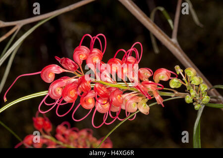 Stunning vivid red flowers & leaves of Grevillea longistyla, Australian wildflower in natural habitat against dark background Stock Photo
