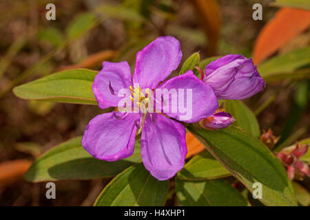 Beautiful Australian wildflower, pink /  purple flower & green leaves of Melastoma affine syn malabrathricum, native shrub Stock Photo