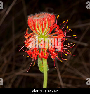 Spectacular vivid blood red flower of Pimelea haemostachys, unusual Australian wildflower on dark background Stock Photo