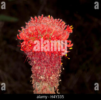 Vivid blood red flower of Pimelea haemostachys, stunning and unusual Australian wildflower on dark background Stock Photo