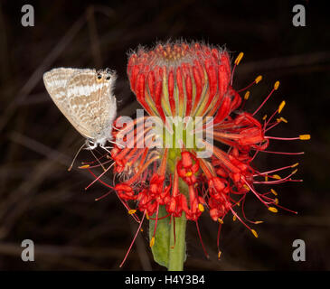 Stunning blood red flower of Pimelea haemostachys, unusual Australian wildflower with butterfly on petals, on dark background Stock Photo